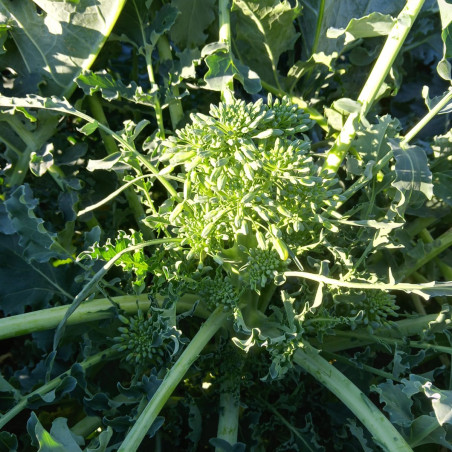 Broccoli di Natale Biologici