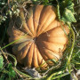 Zucca biologica