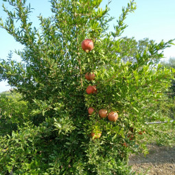 Melograni Biologici