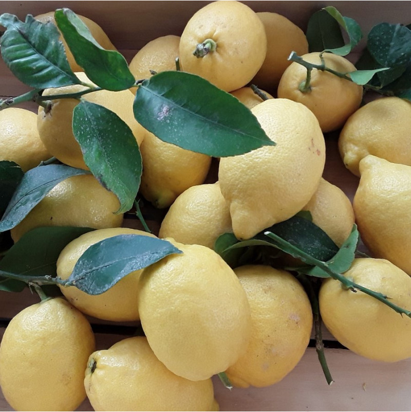 Limoni Biologici