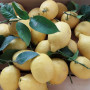 Limoni Biologici