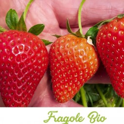 Fragole Biologiche